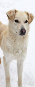 ��� ���� ���! - ���� 1 � ����������