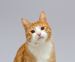 ��� ����� ���� ������ ������. - ���� 1 � ����������