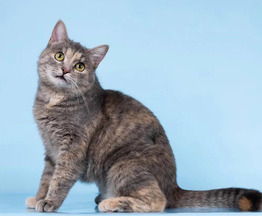 ������� ���� ���� ������ ������. - ���� 1 � ����������