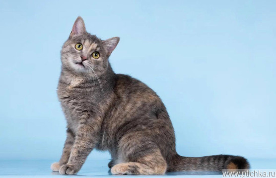 ������� ���� ���� ������ ������. - ���� 1 � ����������