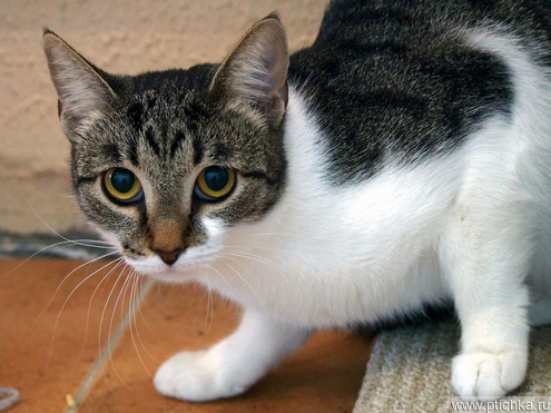 ������������ ��������� ������ ���� ������ ��� - ���� 1 � ����������