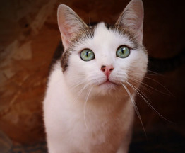 ���� ���� ��� � ������� ���� ���� ���� ���! - ���� 1 � ����������