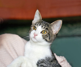 ����� ���� ���������� ������ - ���� 1 � ����������