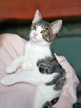 ����� ���� ���������� ������ - ���� 1 � ����������