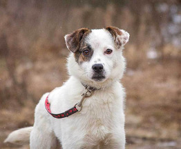 ������ ���� ���������� ������ - ���� 1 � ����������