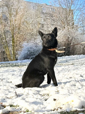 ������ ���� ���������� ������ - ���� 1 � ����������