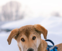 ������ ���� ���������� ������ - ���� 1 � ����������