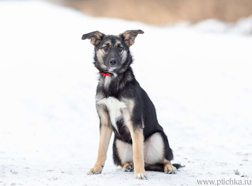 ������ ���� ���������� ������ - ���� 1 � ����������