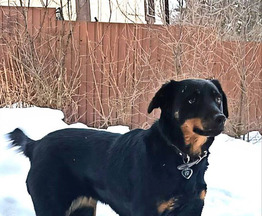 ���������  ���� ���������� ������ - ����������  � ����������