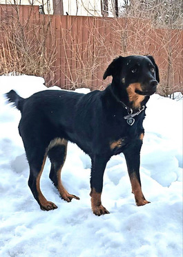 ���������  ���� ���������� ������ - ����������  � ����������