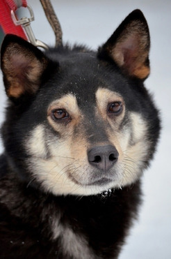 ���� ������� ������ ��������� ������� ���� - ���� 1 � ����������