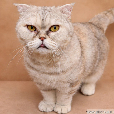 ������������ ��� �������������� ������� �������! - ���� 1 � ����������