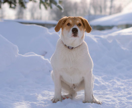 ��������������� ������� ���� ���������� ������ - ���� 1 � ����������