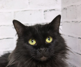 ���� ��� �������������� ������� �������� - ���� 1 � ����������