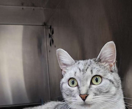 ����� ���� ���������� ������ - ���� 1 � ����������