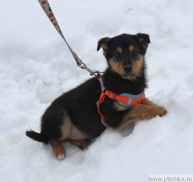 ���������� �������� ������� ����� ����� ��� � ����� - ���� 1 � ����������