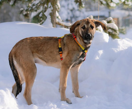 ������ ���� ���������� ������ - ���� 1 � ����������