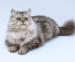 ��������� ����� ���� ���������� ������ - ���� 1 � ����������