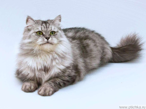 ��������� ����� ���� ���������� ������ - ���� 1 � ����������