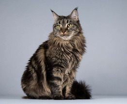 ���� ��� (������������ �������� �����) ���� ���������� ������ - ���� 1 � ����������