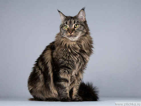 ���� ��� (������������ �������� �����) ���� ���������� ������ - ���� 1 � ����������