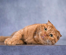 ����������� ��������� ����� (������� ����) ���� ���������� ������ - ���� 1 � ����������