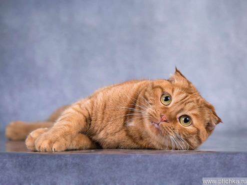 ����������� ��������� ����� (������� ����) ���� ���������� ������ - ���� 1 � ����������