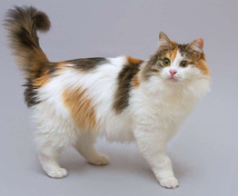 ��������� ����� ���� ���������� ������ - ���� 1 � ����������