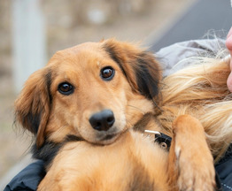 ��������� ������� ��� � ������ ���� - ���� 1 � ����������