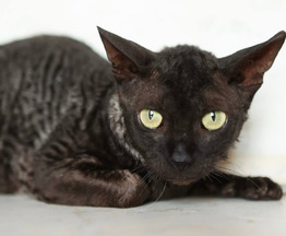 ������� ������� ���� ���! - ���� 1 � ����������