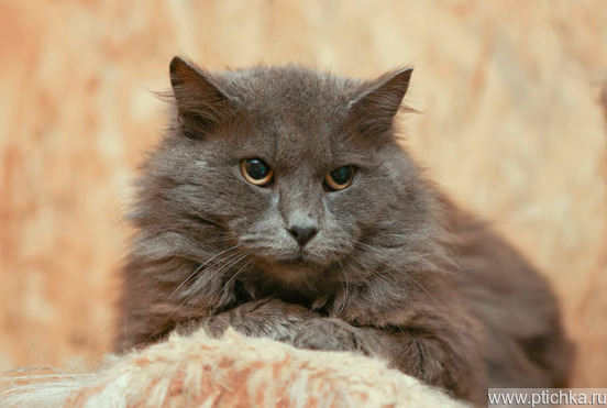 ��� ����� ���� ���! - ���� 1 � ����������