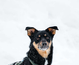 ������ ���� ���������� ������ - ���� 1 � ����������