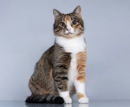 ����������� ������� ������ ���� ���. - ���� 1 � ����������