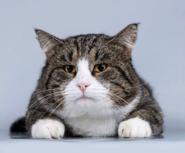 ������� ����� ����  ���� ���. - ���� 1 � ����������