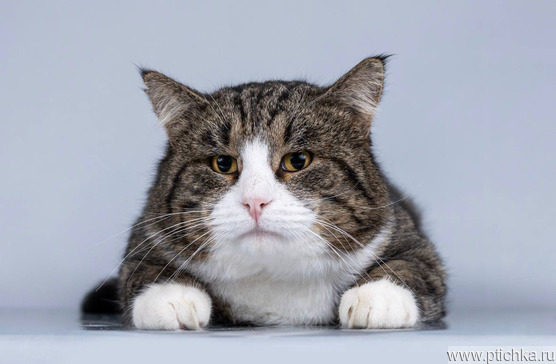 ������� ����� ����  ���� ���. - ���� 1 � ����������