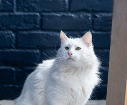 ����� ���� ���������� ������ - ���� 1 � ����������