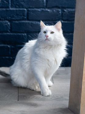 ����� ���� ���������� ������ - ���� 1 � ����������