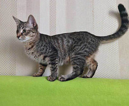 ����� ���� ���������� ������ - ���� 1 � ����������