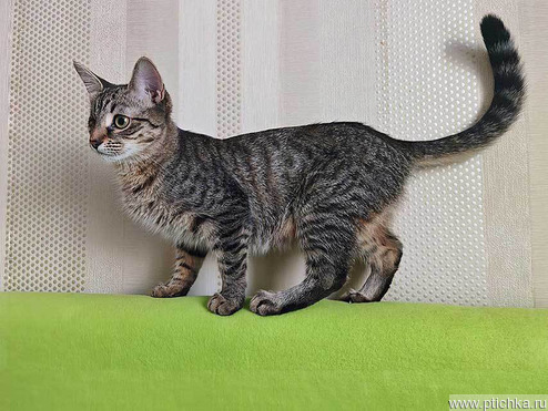 ����� ���� ���������� ������ - ���� 1 � ����������