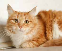 ����� ����� ���� ���! - ���� 1 � ����������