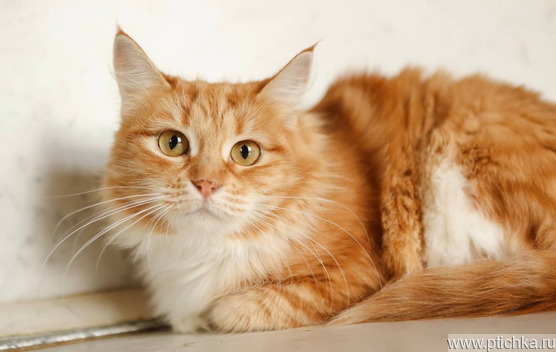 ����� ����� ���� ���! - ���� 1 � ����������