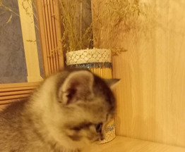 ��������� ���������� ��������������� ����� - ����������  � ����������