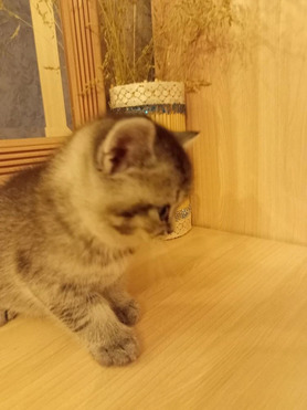 ��������� ���������� ��������������� ����� - ����������  � ����������