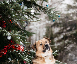 ������ ���� ���������� ������ - ���� 1 � ����������