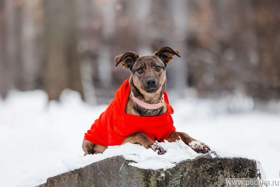 ������ ���� ���������� ������ - ���� 1 � ����������