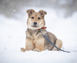 �������� �������� ���� ����� ���� ������ ������� ��������. - ���� 1 � ����������