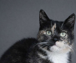 ����� ���� ���������� ������ - ���� 1 � ����������