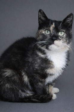 ����� ���� ���������� ������ - ���� 1 � ����������