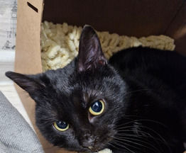 ���� ��� ������� ����� - ���� 1 � ����������