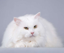 ��������� ����� (�������� ������) ���� ���������� ������ - ���� 1 � ����������